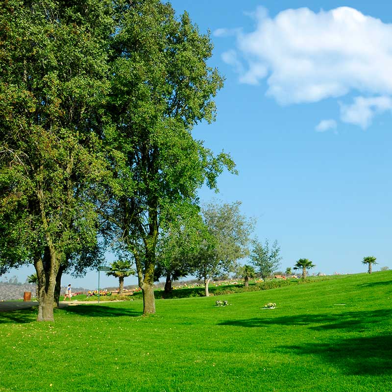 Perspectiva con arboles y pasto del cementerio parque Sendero Villa Alemana