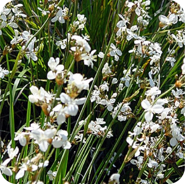 Flores blancas y hojas alargadas de calle-calle.