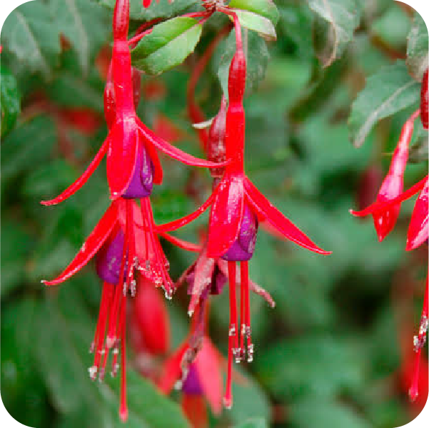 Flores rojas y moradas de chilco.