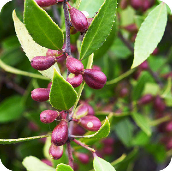 Ramas colgantes y follaje verde de maitén.