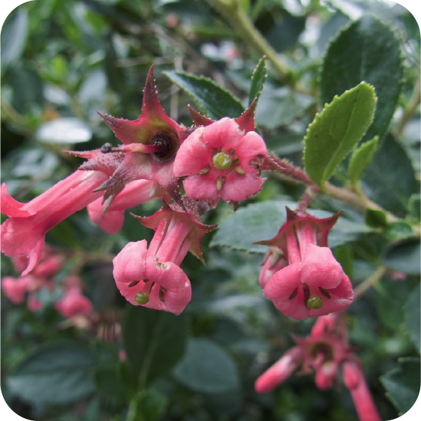 Flores de escallonia rubra agrupadas en el extremo de una rama.