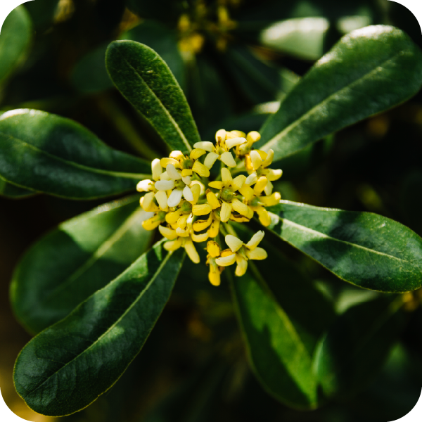 Hojas y flores de quillay